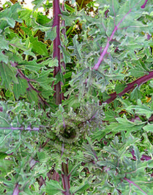 Brassica oleracea var. 'Red Russian'